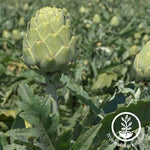 Artichoke Garden Seeds - Imperial Star