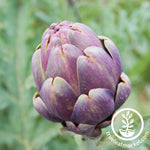 purple romagna artichoke