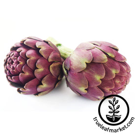 violet star artichoke