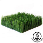 Fake Wheatgrass