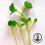 Arugula - Micro Arugula