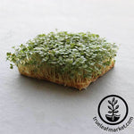 Arugula Microgreens