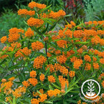 Butterfly Weed Asclepias Flower Gardening Seeds