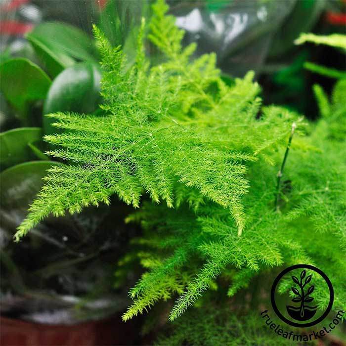 Asparagus Fern, Asparagus Setaceus, Lace Fern, Indoor Plant Delivered