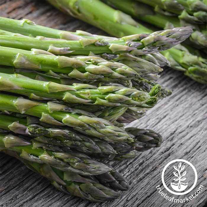 Asparagus Seeds - UC 157 F2