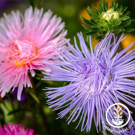 Aster Crego Giant Mixture Flower Seeds