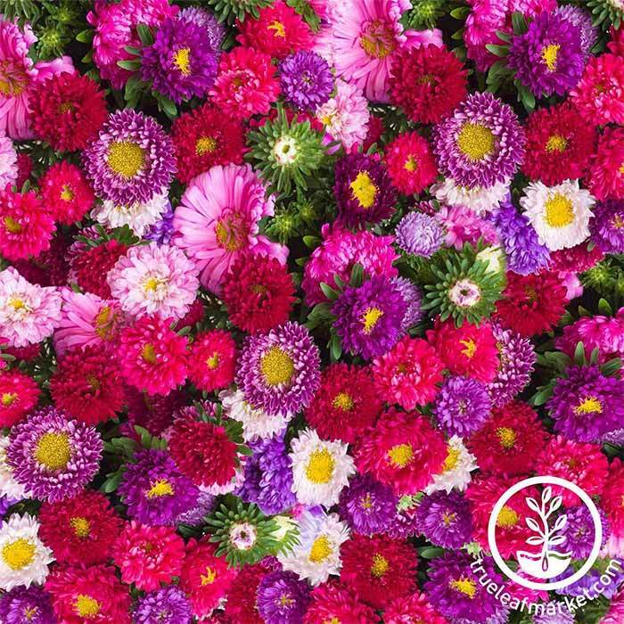 China Aster Seeds - Powderpuff Mix