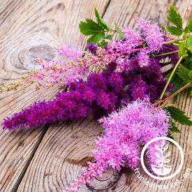 Astilbe Finest Seed Mix