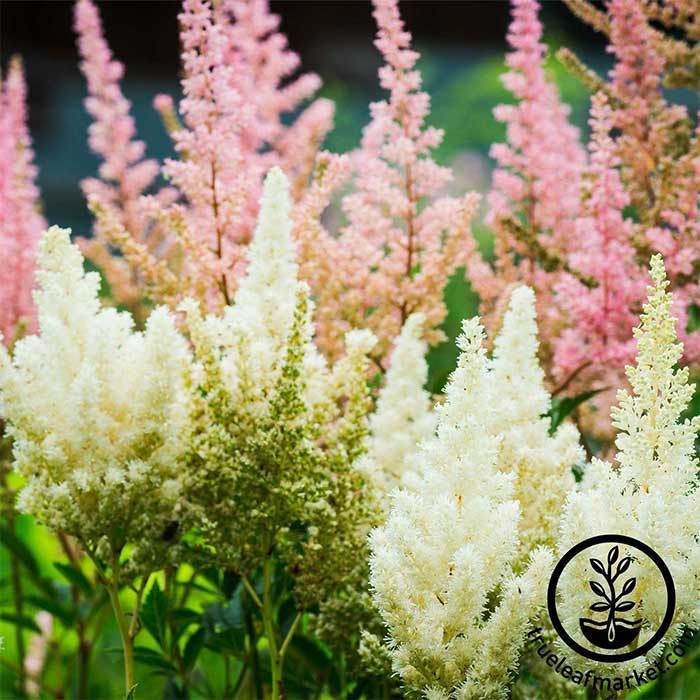 astilbe showstar mix