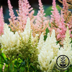 Astilbe Showstar Mix Flower Garden Seeds