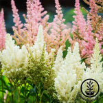 Astilbe Showstar Mix Flower Garden Seeds