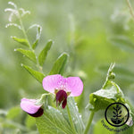 Austrian Field Pea Cover Crop Seeds