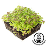 rainbow baby greens seed mix