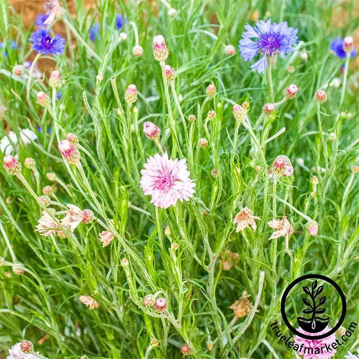 Bachelor's Buttons Flower Seeds - Mixed Colors | Packets to Bulk Seed