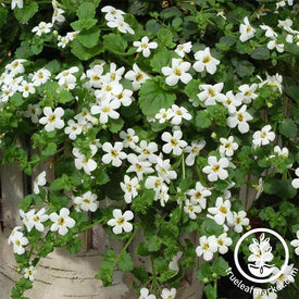 Bacopa Utopia Snowtopia Flower Seeds