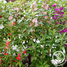 Balsam Flowers - Mixed Colors Seeds