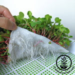 Bamboo hydroponic microgreen roots