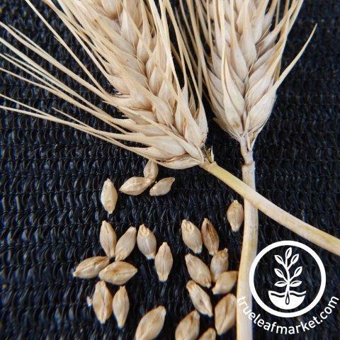 Burbank Hulless Barley Grain Seeds