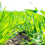 Barley Cover Crop Organic