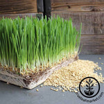 Non-GMO Organic Barley Grass Sprouting Seed
