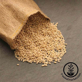 Pearled Barley (Organic) - Bulk Grains & Foods