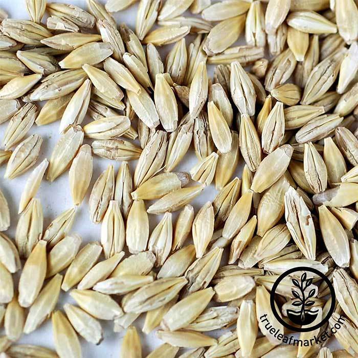 Organic Barley Grass Seeds
