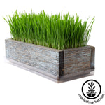 Barnwood Planter Organic Wheatgrass Kit aged white background