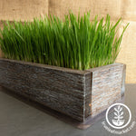 Barnwood Planter Organic Wheatgrass Kit aged grown