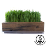 Barnwood Planter Organic Wheatgrass Kit brown grown white background