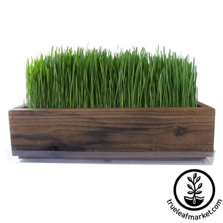 Barnwood Planter Organic Wheatgrass Kit brown grown white background