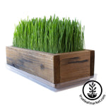 Barnwood Planter Organic Wheatgrass Kit brown white background