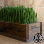 Barnwood Planter Organic Wheatgrass Kit brown grown