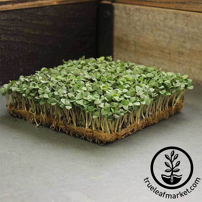 Thai Basil Microgreens Seeds Bulk Wholesale Avail Grow