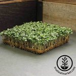 Basil - Cinnamon - Microgreens Seeds Growing