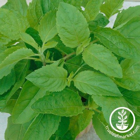 Basil Seeds - Clove Scented