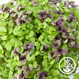 colorful basil microgreen seed mix