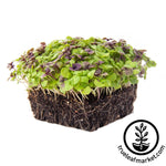 colorful microgreens mix with white background