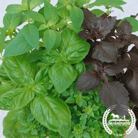 Basil Seeds Culinary Blend Organic