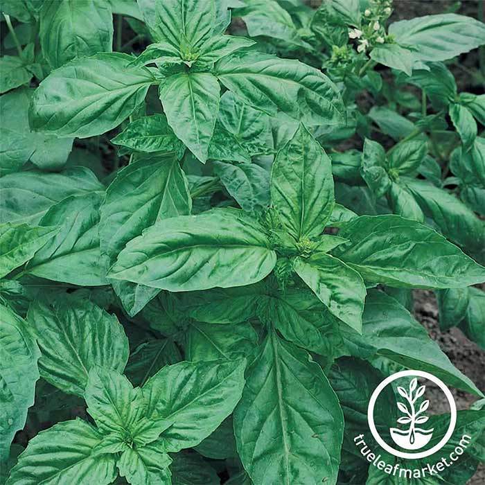 Non GMO Genovese Basil Genovese Basil Garden Seeds True Leaf