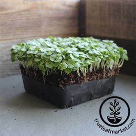 Genovese Microgreens