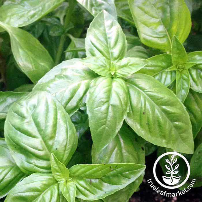 Non GMO Basil Italian Large Leaf Seeds Basil Italian Large Leaf