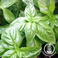 Non-GMO Genovese Basil