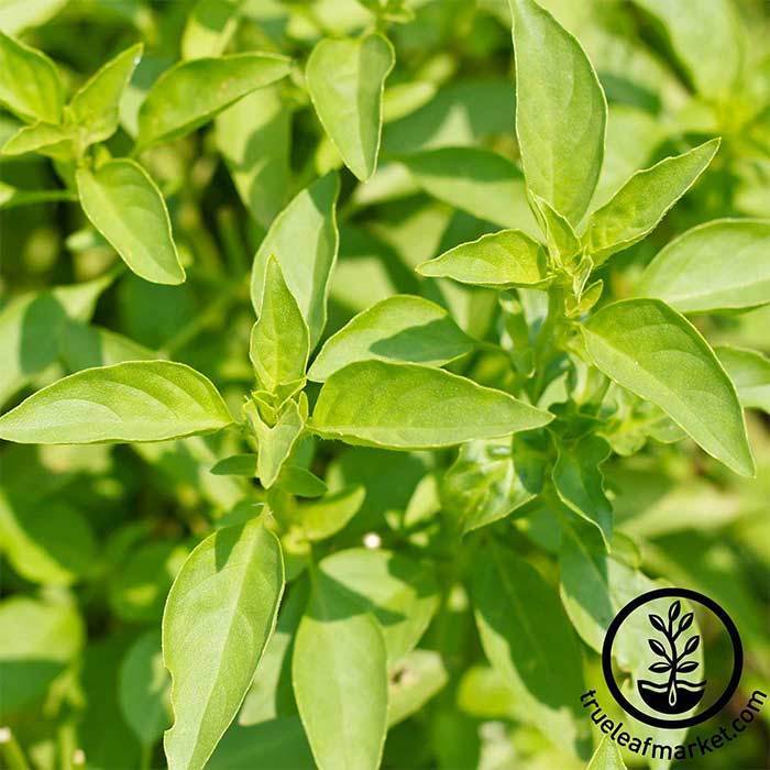 Non GMO Basil Lemon Seeds Basil Lemon Garden Seeds True Leaf