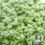 basil lettuce leaf microgreens close up