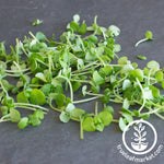 basil lettuce leaf microgreens cut