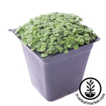 basil lettuce leaf microgreens white background