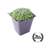 Organic Lettuce Leaf Basil Seeds In Pot