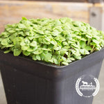 Organic Lettuce Leaf Basil Seeds Container