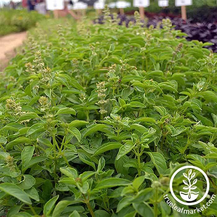 Lime Basil Herb Seeds from MVS Wide Selection of Herb Garden