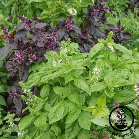 Basil Seeds - Ornamental Mixture